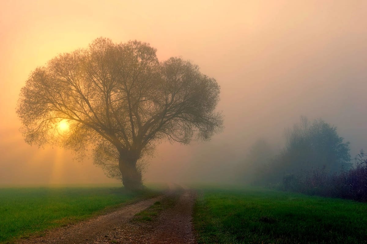 Sunlight through the limbs of an oak tree near a path.